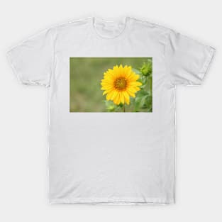 Sunflower, nature photography, single flower T-Shirt